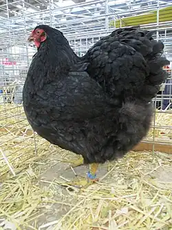 Black hen