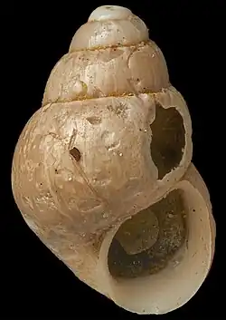 Powellisetia paroeca