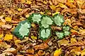New leaf among fallen autumn leaf