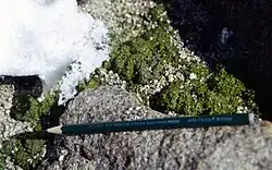 "Prasiola crispa" found in central Queen Maud Land, Antarctica