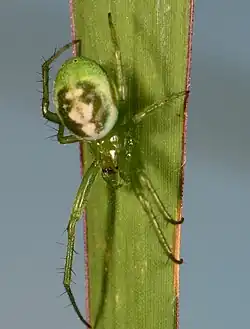 female P. nigrotaeniata
