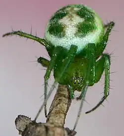 female