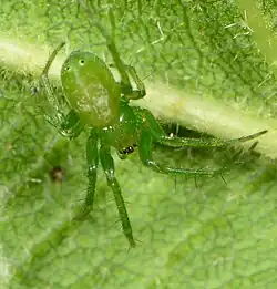 female