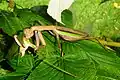 Adult female Tenodera sinensis eating a long-horned grasshopper Captive adult male