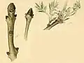 Ash leaflet mined by the young larva (1b); ash twigs beneath the bark of which the larva has burrowed (1b*) and an ash shoot eaten by the adult larva (1b**)