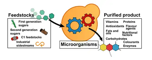 In precision fermentation, microbial cell factories transform feedstocks into specific biological products.