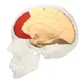 Medial perspective