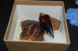 #13 (?/12/1853), Another view of the same specimen, showing areas where damage has been patched up with tape and repaired with sutures (see also original label and assorted beak fragments)
