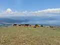 Cattle in Prespes