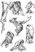 Primate drawings from Brehm's Tierleben