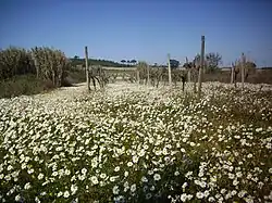 View of Cartaxo