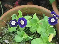 A blue cultivar