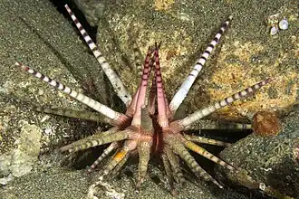 Prionocidaris baculosa, from Philippines