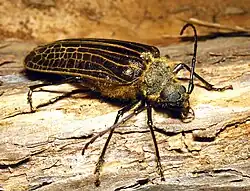 Beetle sitting on wood