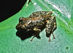 Photograph of a frog on a large leaf