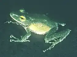 Pristimantis galdi