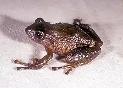 Pristimantis glandulosus