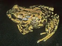 Pristimantis obmutescens