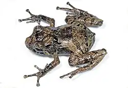 Pristimantis rhabdocnemus