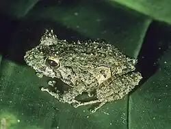 Pristimantis roseus