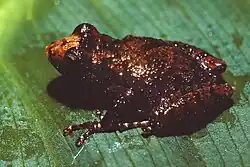 Pristimantis serendipitus