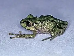 Pristimantis vicarius