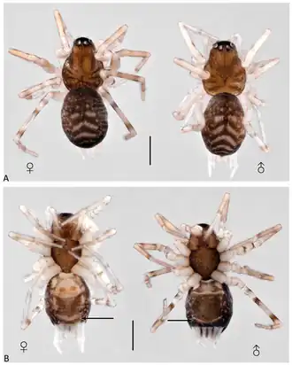 Diagnostic images of P. barthlotti