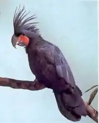 Parrot (mentioned by Charles Thayer)
