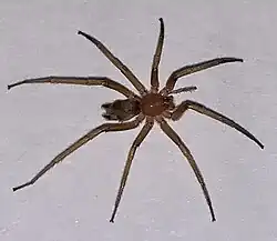 Prodidomus rufus