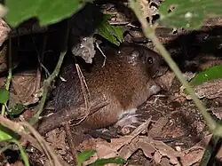A brown rat under foliage