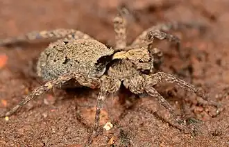female P. biampliata