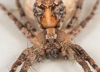 detail of female