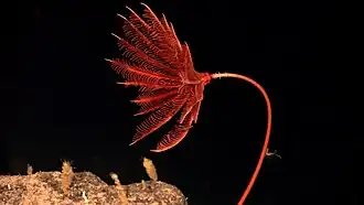Proisocrinus ruberrimus (Balanocrinidae)