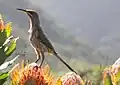 Female in South Africa