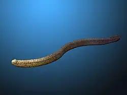 Life restoration of Promissum pulchrum