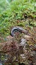 Prophysaon vanattae (Pilsbry, 1948)