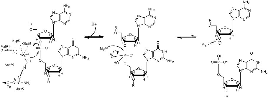 BglII mechanism