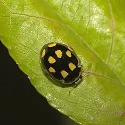 Dark variant