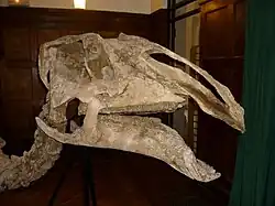 Prosaurolophus, a hadrosaurid dinosaur with a small scleral ring