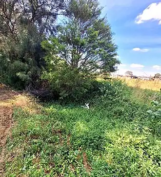 A gully in Sydney, Australia infested by weeds.