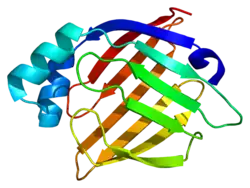 Structure of one of the FAB proteins known as Heart-type fatty acid binding protein.