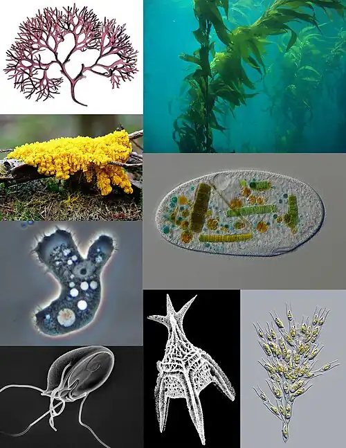 Examples of protists. Clockwise from top left: red algae, kelp, ciliate, golden algae, dinoflagellate, metamonad, amoeba, slime mold.