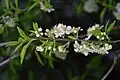Inflorescences: up to 4-flowered