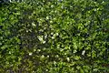Shrub