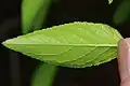 Abaxial leaf surface
