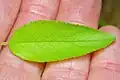 Adaxial leaf surface