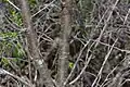 Bark