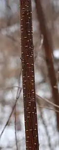 Young trunk