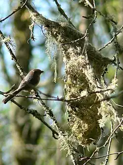 Nest