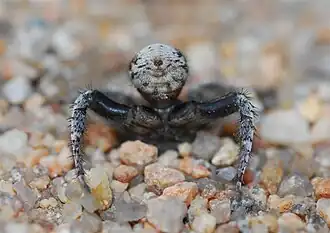 female